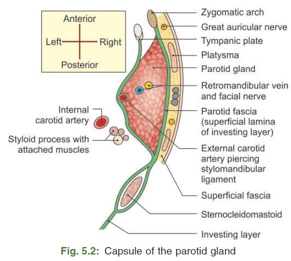 Parotid gland l human anatomy revision for dental students WikiDentia